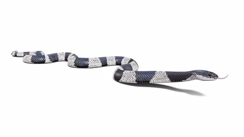 3d animation of Malayan Krait Stock Footage 241260299