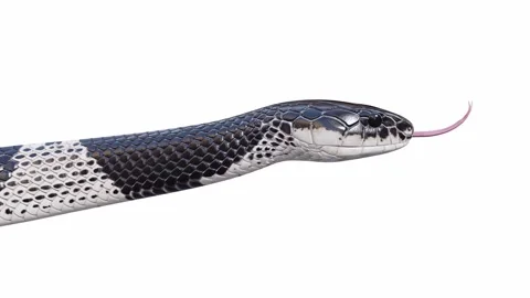 3d animation of Malayan Krait Stock Footage 241260301