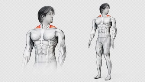 3D animation of a male exercising head right head left workout Stock Footage 248812982