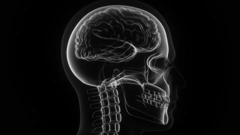 3d Animation of a male human head, skull and the brain in X-ray Stock Footage 149169863