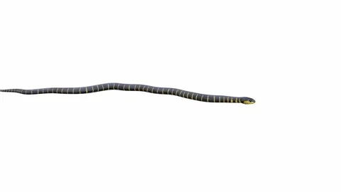3d animation of Mangrove Snake Video stock 241259152