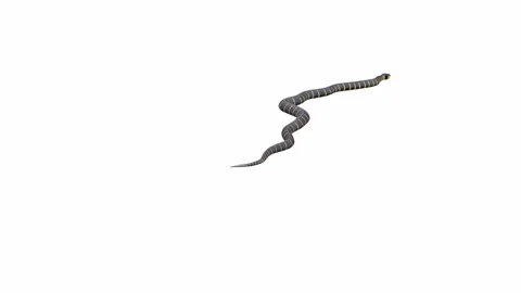 3d animation of Mangrove Snake Stock Footage 241259154