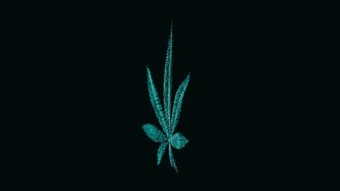 3d animation of marijuana leaf spin isolated on black, 4k video Stock Footage 316211179