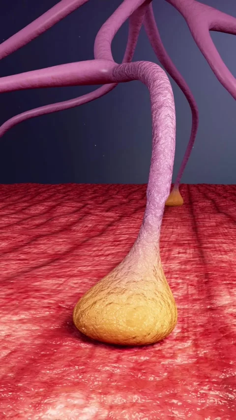 3D animation of motor neuron relaxation causing muscle flaccidity. Stockbeeldmateriaal 345106858