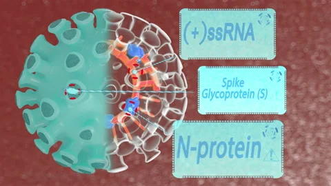 3D animation of the movement of a coronavirus. Structure of COVID-19 inside with Stock Footage 128662180