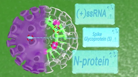 3D animation of the movement of a coronavirus. Structure of COVID-19 inside with Stock Footage 128662290