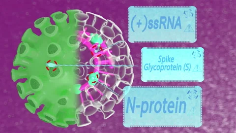 3D animation of the movement of a coronavirus. Structure of COVID-19 inside with Stock Footage 128662869