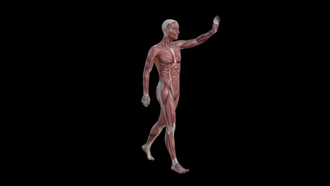 3d animation of muscle human Stock Footage 147173239