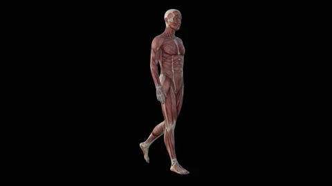 3d animation of muscle human Stock Footage 147246591