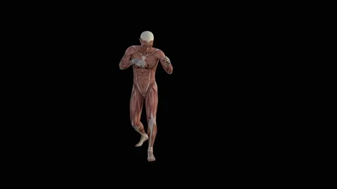 3d animation of muscle human Stock Footage 151809895