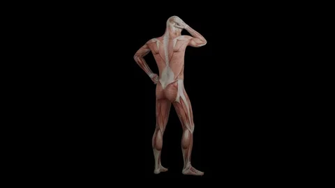 3d animation of muscle human Stock Footage 151809943