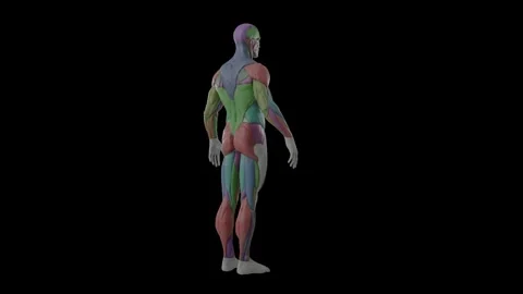 3d animation of muscle human Stock Footage 151809989