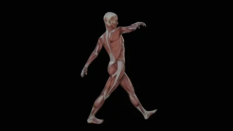 3d animation of muscle human Stock Footage 151810105