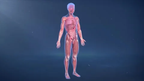 3D animation of neuromuscular synapse connections in the human body. Vídeos de archivo 344102536