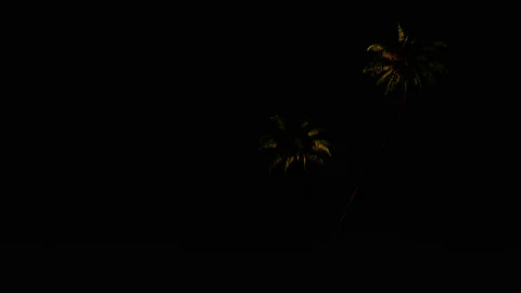 3d animation of palm trees in the wind, Stock Footage 91548151