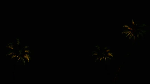 3d animation of palm trees in the wind, codec png with alpha channel Stock Footage 91625836