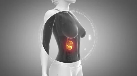 3D animation of  PANCREAS anatomy in loop Stock Footage 51475898