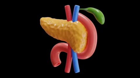 3D Animation of Pancreas Stock Footage 286921100