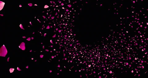 3d animation pink and violet rose petals flying with vortex on black background Stock Footage 60993879