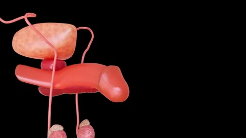 3d animation of the process from flaccid penis starts to swell . Stock Footage 312714489