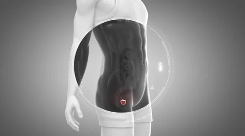 3D animation of  PROSTATE anatomy in loop Video stock 51476184