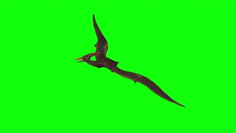 3d animation of Pterodactyl flying on green screen Stock Footage 197101192