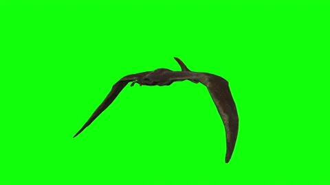 3d animation of Pterodactyl flying on green screen Stock Footage 197101228