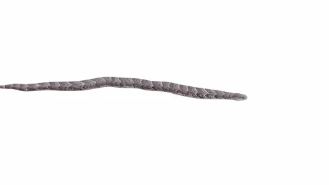 3d animation of Puff Adder Stock Footage 241259176