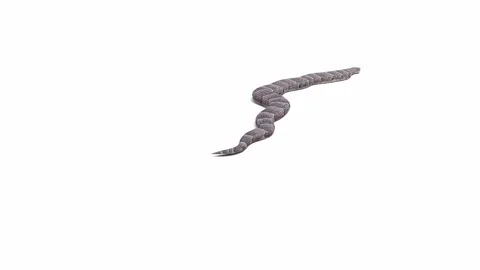 3d animation of Puff Adder Stock Footage 241259188
