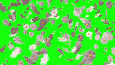 3d Animation of randomly rotating colorful flowers - chamomile. 스톡 동영상 268577619