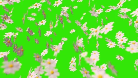 3d Animation of randomly rotating colorful flowers - chamomile. 스톡 동영상 268577621