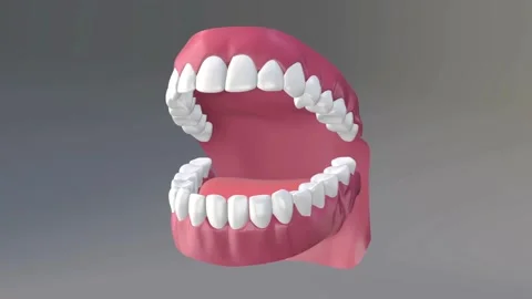 3D Animation: Realistic Human Teeth Opening and Closing Stock Footage 332636646