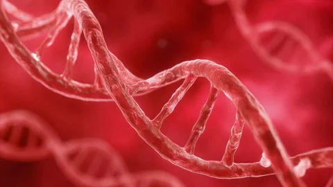 3D Animation of a red DNA Helix Structure rotating. Genetics, Gene Sequencing Stock Footage 339064670