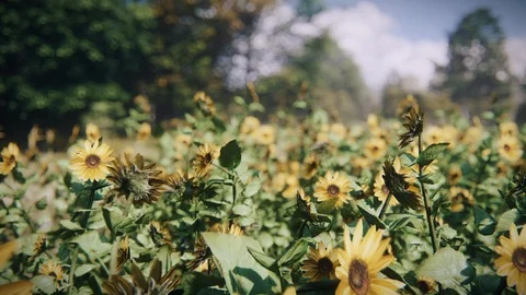 3d animation render of Summer forest, flowers, sunflowers - 2 Stock Footage 128024911