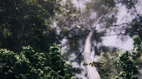 3d animation render of Summer forest, trees, duck - 3 Vidéo 128024933