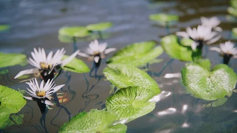 3d animation render of Summer lake, lilies, fish underwater - 5 Stock Footage 128024994