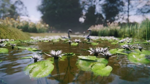 3d animation render of Summer lake, lilies, swan, duck, fish underwater - 7 Vidéo 128025290