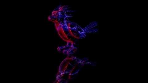 3D animation rendering, sparrow model on a black background Stock Footage 255932233