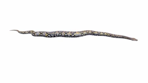 3d animation of Reticulated Python Stock Footage 241259264