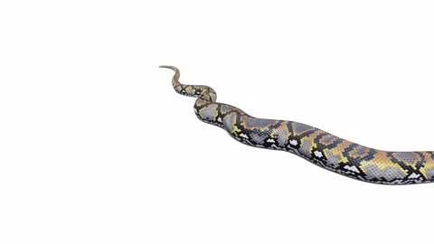 3d animation of Reticulated Python | Stock Video | Pond5