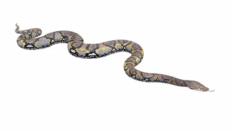 3d animation of Reticulated Python Stock Footage 241259272