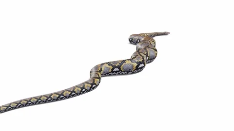 3d animation of Reticulated Python Stock Footage 241259274