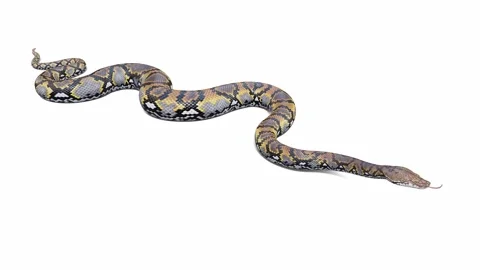 3d animation of Reticulated Python Stock Footage 241259284