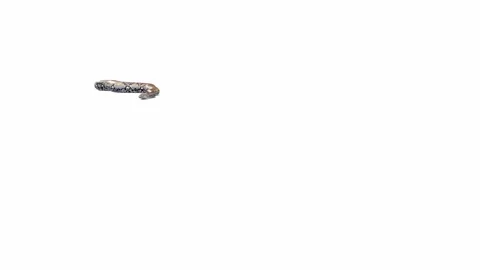 3d animation of Reticulated Python Stock Footage 241259289