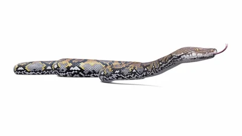 3d animation of Reticulated Python Stock Footage 241259290