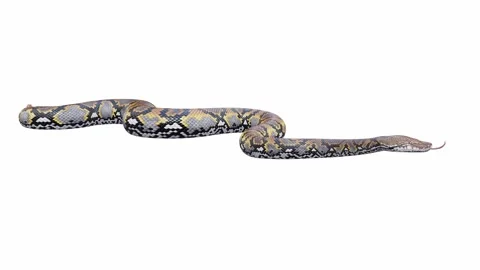 3d animation of Reticulated Python Stock Footage 241259294
