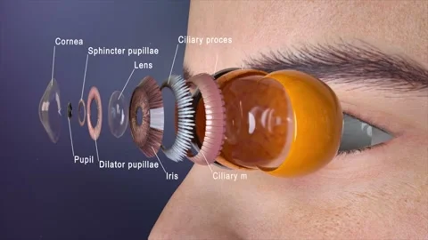 3D animation revealing the clear internal structure of the eye. Stockbeeldmateriaal 345101398