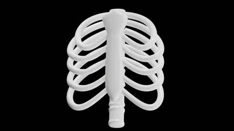 3D Animation of Rib Stock Footage 286921395