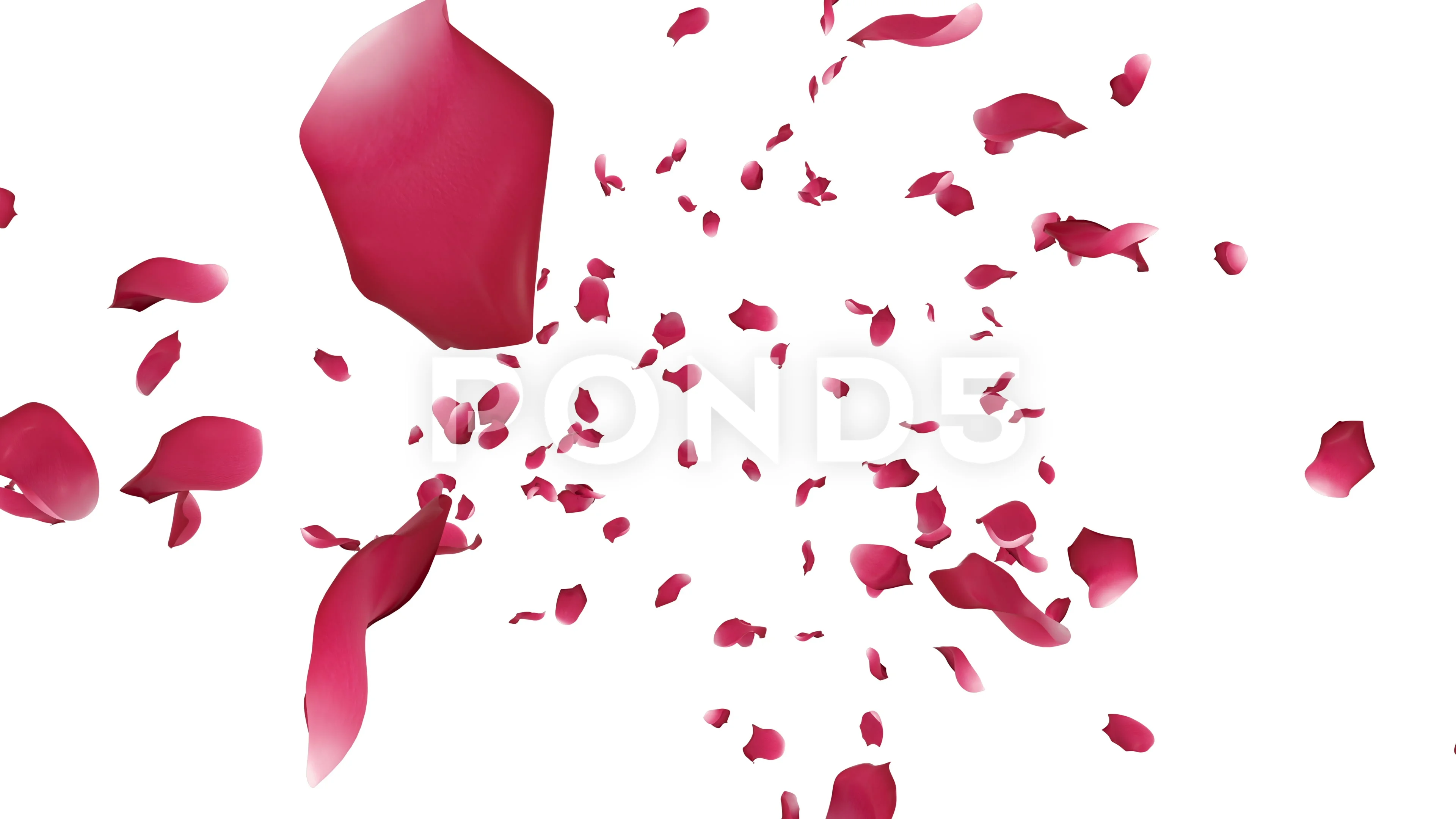 falling rose petals animation