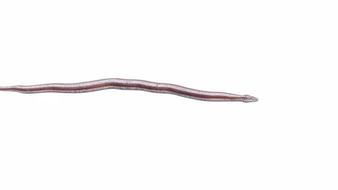 3d animation of Rosy Boa Stock Footage 241259310